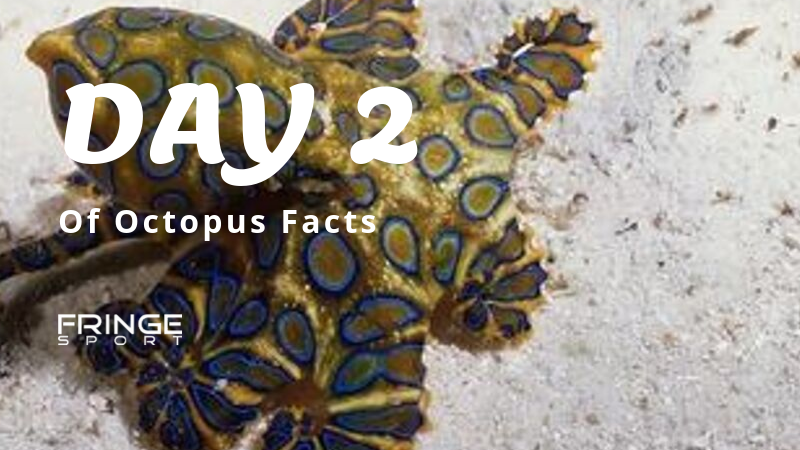 DAY 2 | If You're Aren't Already Afraid of Octopuses, This Will Change Your Mind!