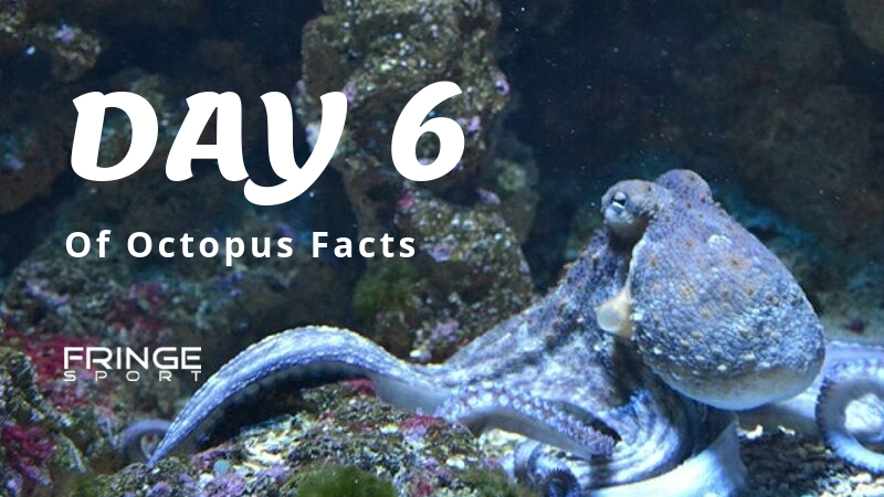 Day 6 | Octopuses Are 8-Armed Houdinis