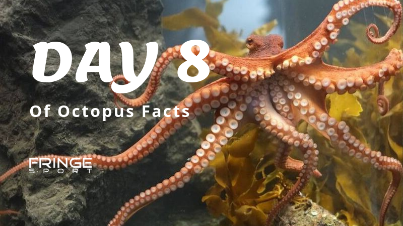 Day 8 | Octopus, The Problem Solver Extraordinaire